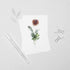 Pink Ranunculus Floral Postcard